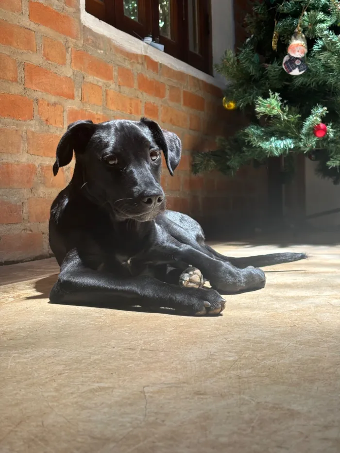 Cachorro raça SRD-ViraLata idade 7 a 11 meses nome Totó