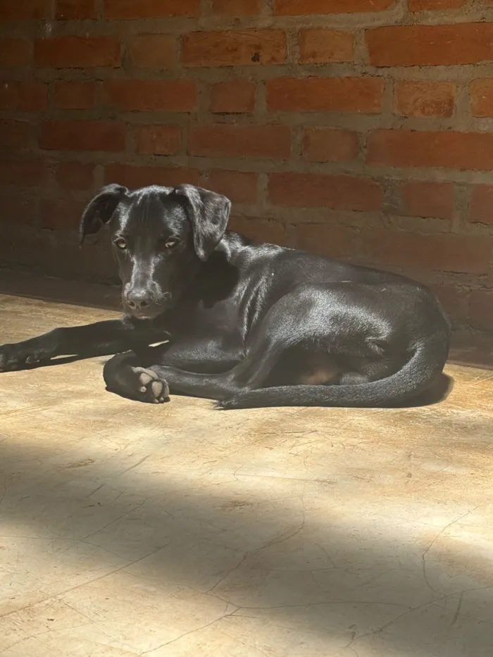 Cachorro raça SRD-ViraLata idade 7 a 11 meses nome Totó