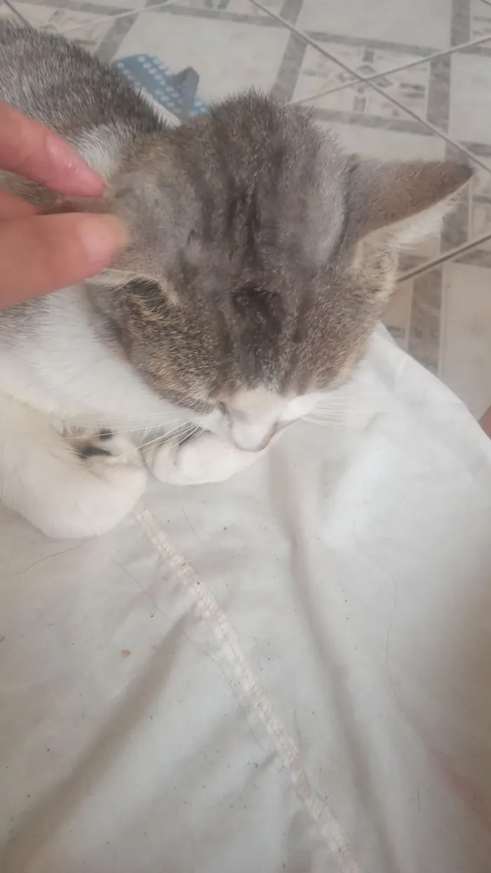 Gato raça SRD-ViraLata idade 1 ano nome Andu 