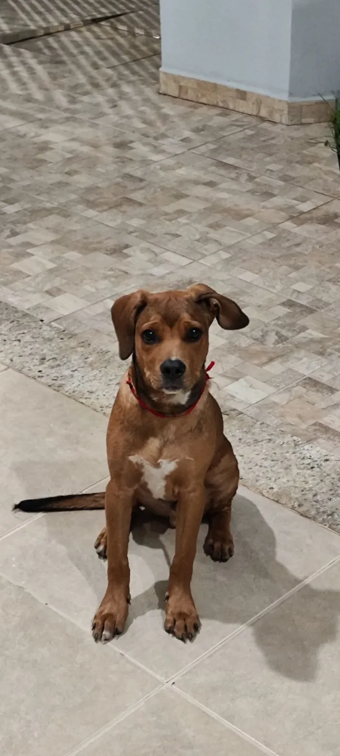 Cachorro raça SRD-ViraLata idade 2 a 6 meses nome Chico 