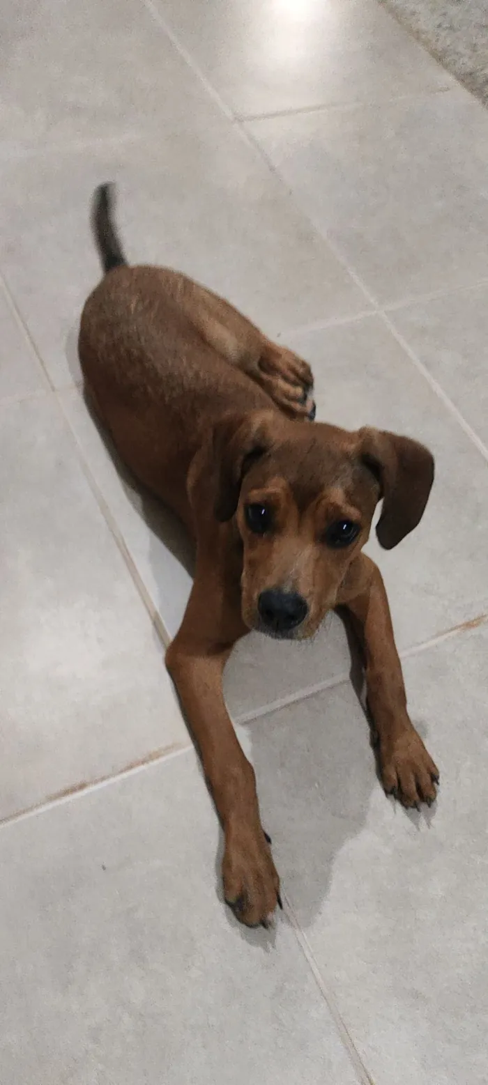 Cachorro raça SRD-ViraLata idade 2 a 6 meses nome Chico 