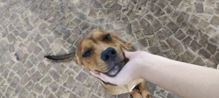 Cachorro raça SRD-ViraLata idade 2 a 6 meses nome Chico 
