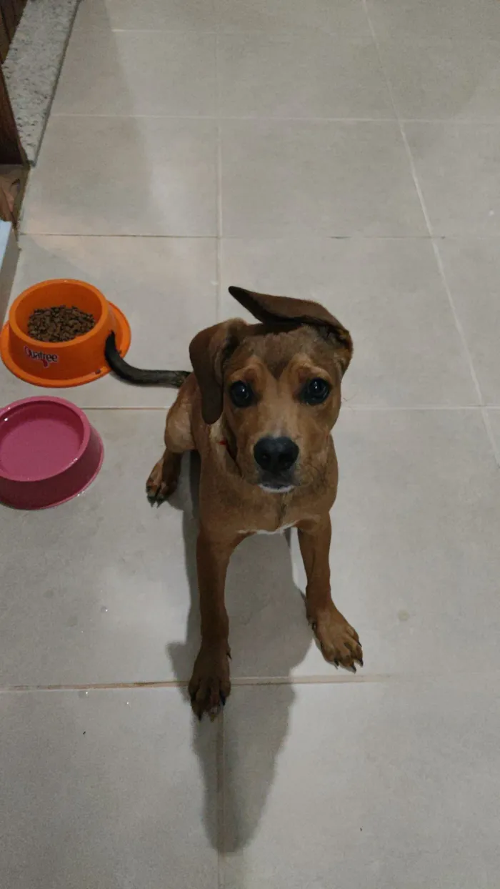 Cachorro raça SRD-ViraLata idade 2 a 6 meses nome Chico 