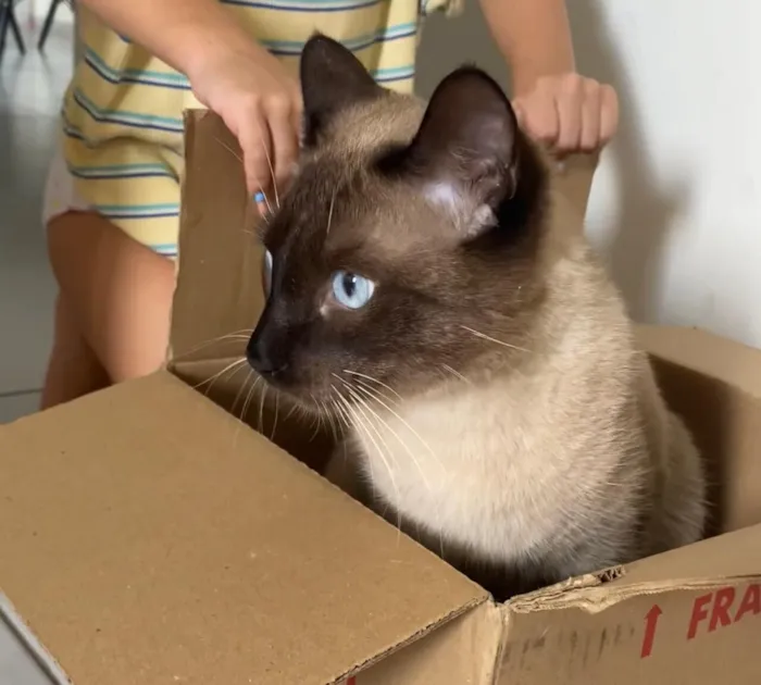 Gato raça Siamês idade 1 ano nome Dom dom