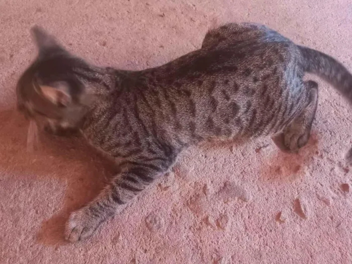 Gato raça SRD-ViraLata idade 7 a 11 meses nome Tigresa