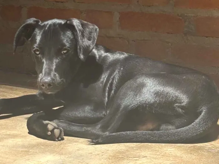 Cachorro raça SRD-ViraLata idade 7 a 11 meses nome Totó