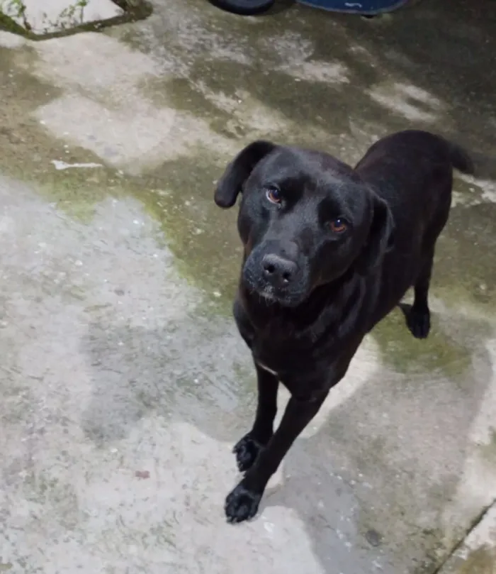 Cachorro raça SRD-ViraLata idade 5 anos nome Atende como negão 