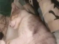 Gato raça SRD-ViraLata idade 1 ano nome Andu 