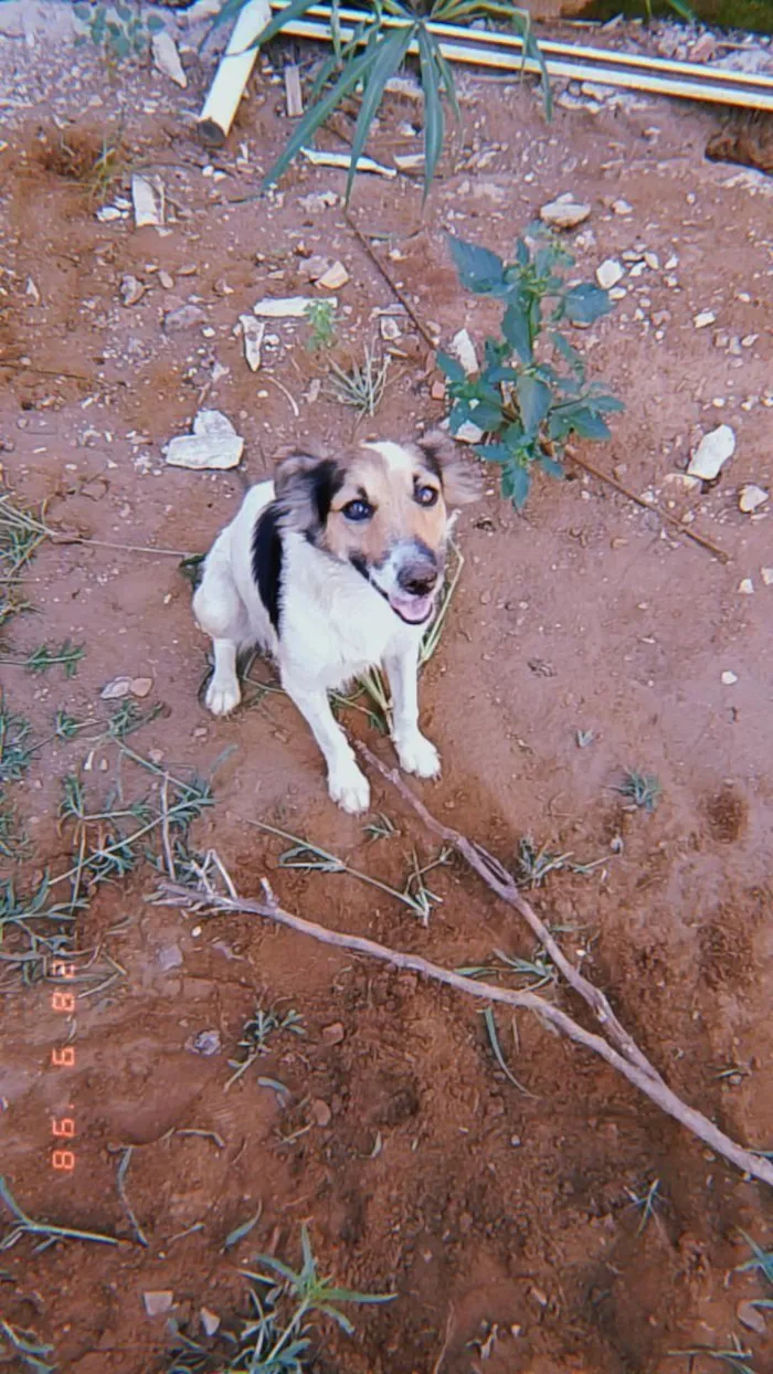 Cachorro raça SRD-ViraLata idade 2 a 6 meses nome Princesa 