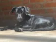 Cachorro raça SRD-ViraLata idade 7 a 11 meses nome Totò 