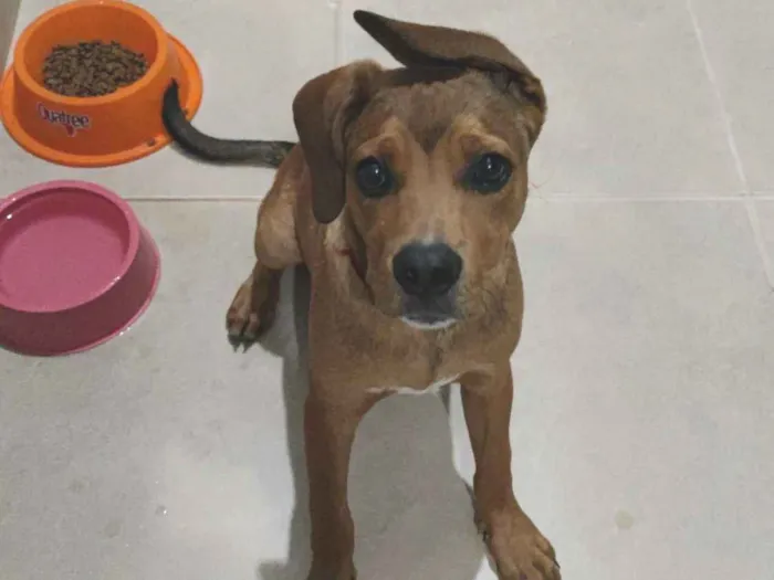 Cachorro raça SRD-ViraLata idade 2 a 6 meses nome Chico 