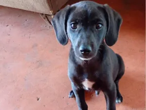 Cachorro raça SRD-ViraLata idade 2 a 6 meses nome sansão 