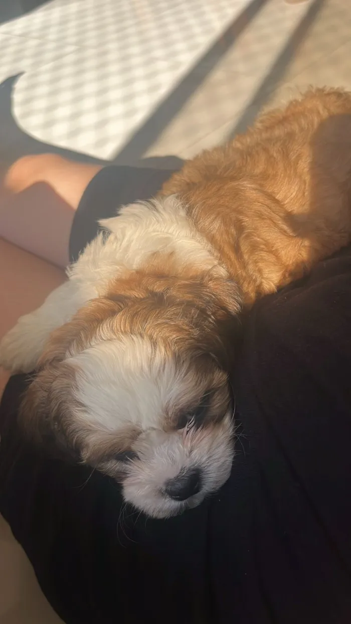 Cachorro raça Shitzu idade 2 a 6 meses nome Walt