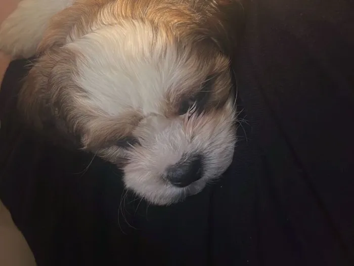 Cachorro raça Shitzu idade 2 a 6 meses nome Walt