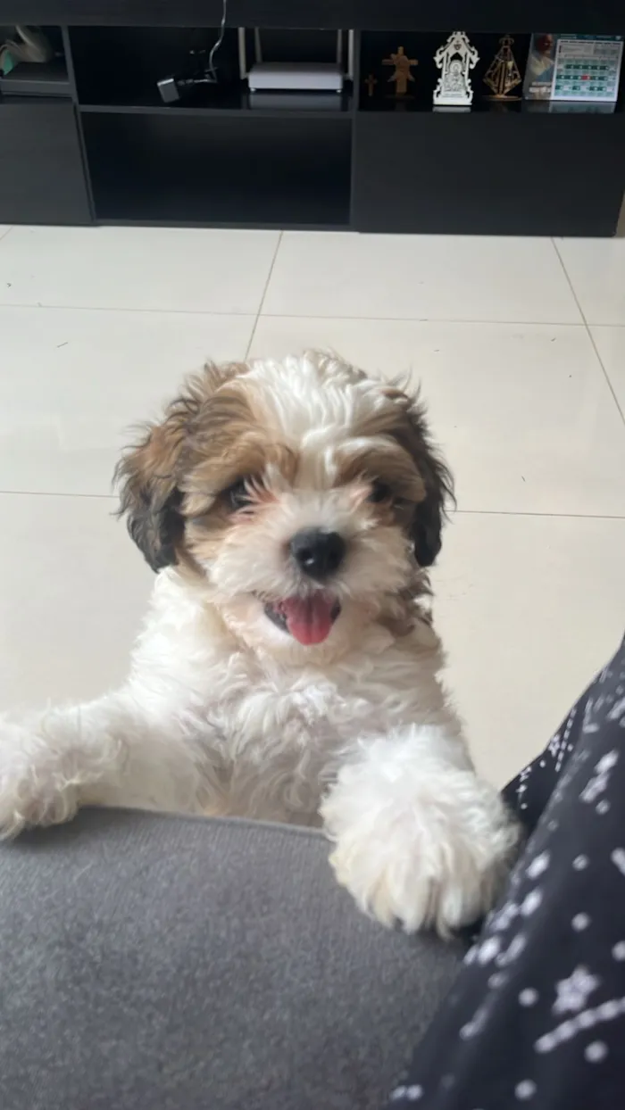Cachorro raça Shitzu idade 2 a 6 meses nome Walt
