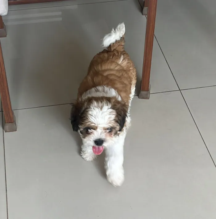 Cachorro raça Shitzu idade 2 a 6 meses nome Walt