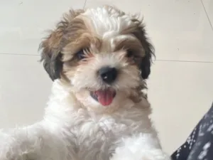 Cachorro raça Shitzu idade 2 a 6 meses nome Walt