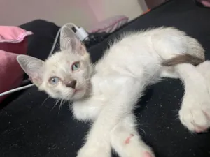 Gato raça Exótico idade 2 a 6 meses nome Flokis!