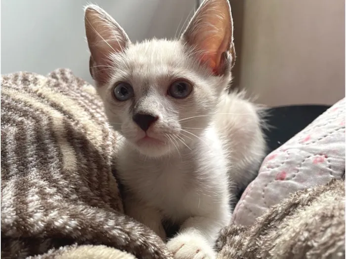 Gato raça Exótico idade 2 a 6 meses nome Flokis
