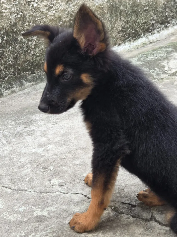 Cachorro raça SRD-ViraLata idade 2 a 6 meses nome Filhote 