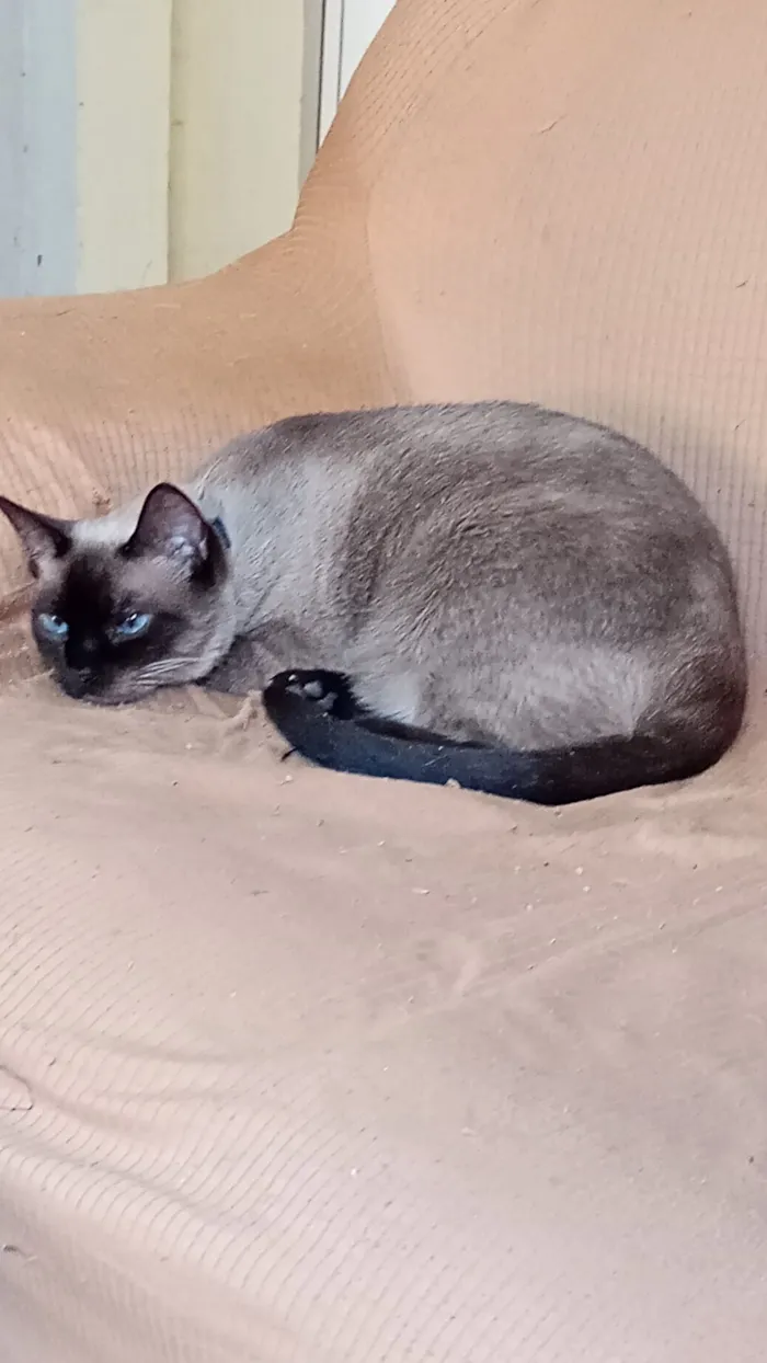 Gato raça Siamês idade 6 ou mais anos nome Lili