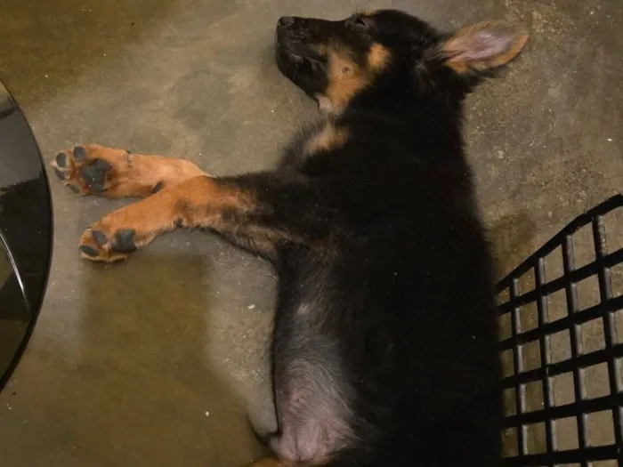 Cachorro raça SRD-ViraLata idade 2 a 6 meses nome Filhote 