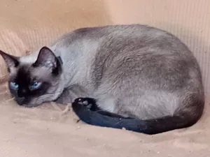 Gato raça Siamês idade 6 ou mais anos nome Lili