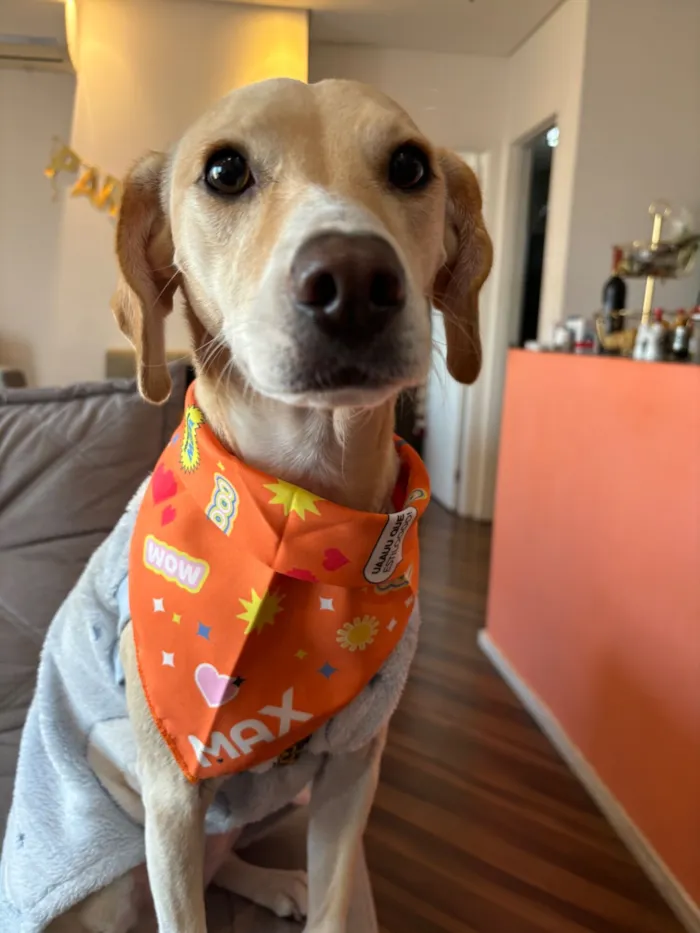 Cachorro raça SRD-ViraLata idade 3 anos nome Liz