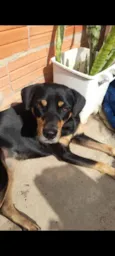 Cachorro raça SRD-ViraLata idade 3 anos nome Nega 