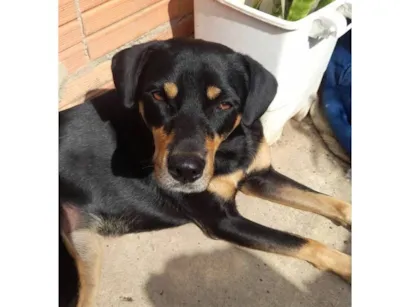 Cachorro raça SRD-ViraLata idade 3 anos nome Nega 