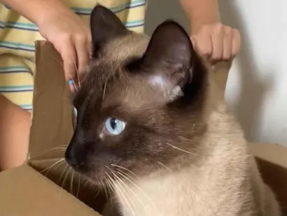 Gato raça Siamês idade 1 ano nome Dom dom