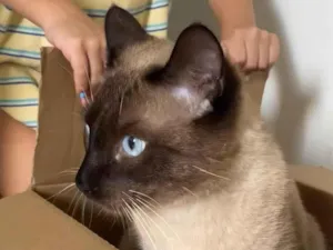 Gato raça Siamês idade 1 ano nome Dom dom