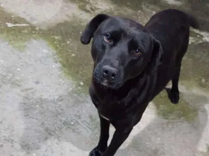 Cachorro raça SRD-ViraLata idade 5 anos nome Atende como negão 