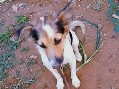 Cachorro raça SRD-ViraLata idade 2 a 6 meses nome Princesa 