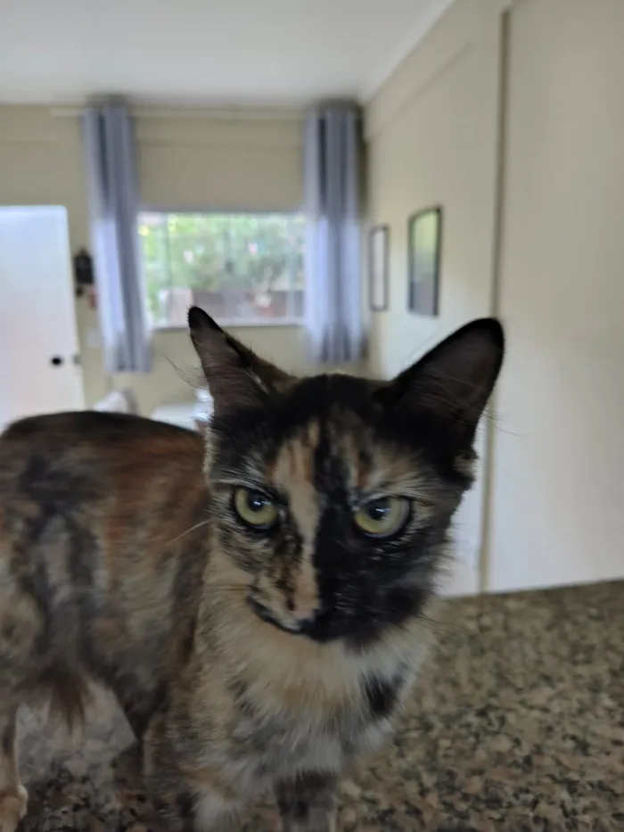 Gato raça SRD-ViraLata idade 1 ano nome Pretinha