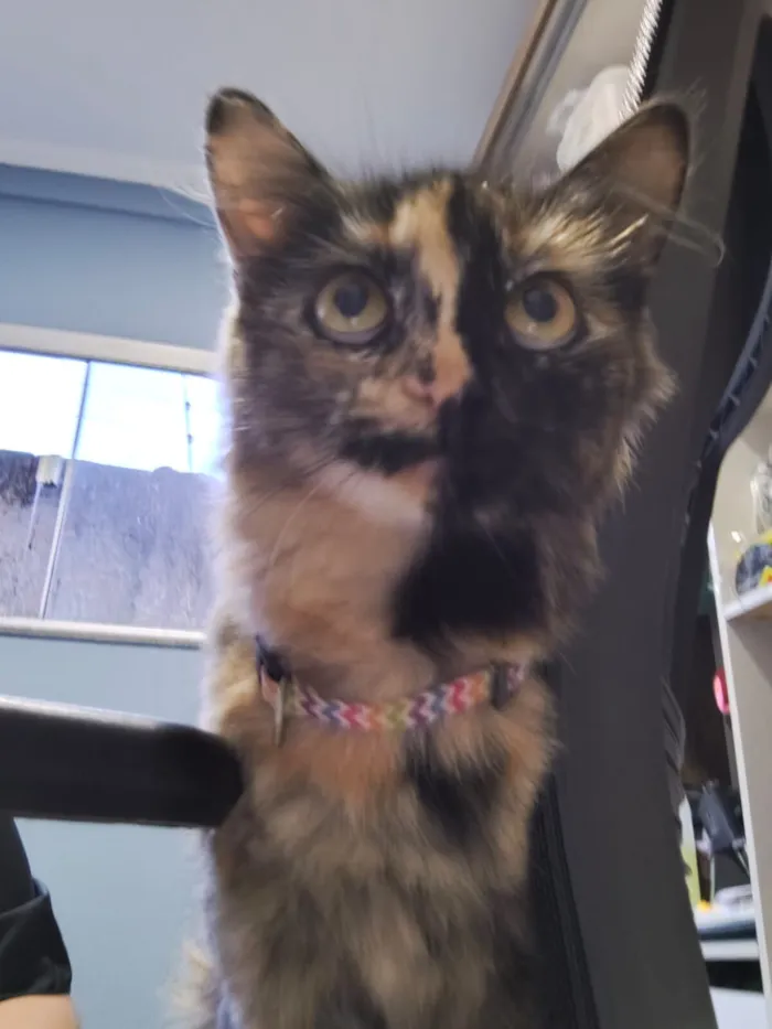 Gato raça SRD-ViraLata idade 1 ano nome Pretinha