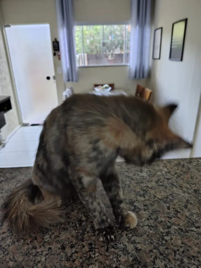 Gato raça SRD-ViraLata idade 1 ano nome Pretinha