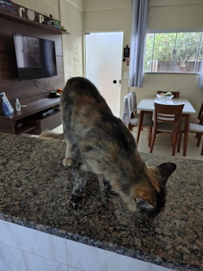 Gato raça SRD-ViraLata idade 1 ano nome Pretinha