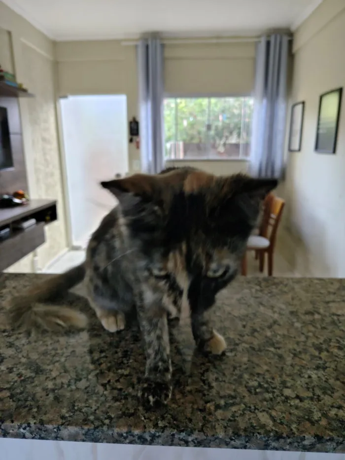 Gato raça SRD-ViraLata idade 1 ano nome Pretinha