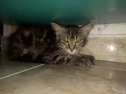 Gato raça SRD-ViraLata idade 2 a 6 meses nome SEM NOME