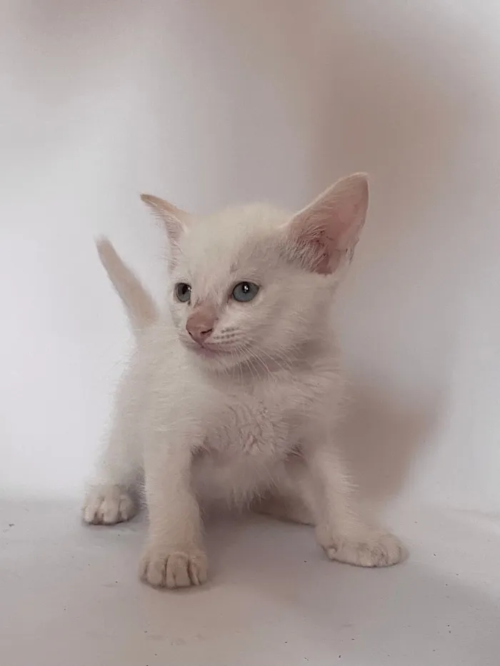 Gato raça SRD-ViraLata idade Abaixo de 2 meses nome Branquinho