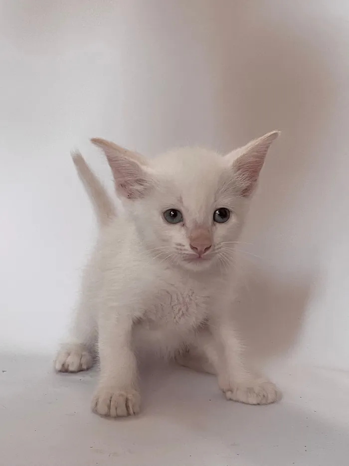 Gato raça SRD-ViraLata idade Abaixo de 2 meses nome Branquinho