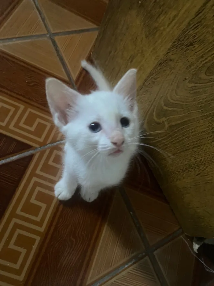 Gato raça SRD-ViraLata idade Abaixo de 2 meses nome Branquinho