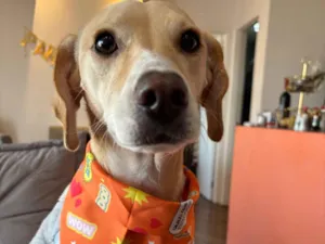 Cachorro raça SRD-ViraLata idade 3 anos nome Liz