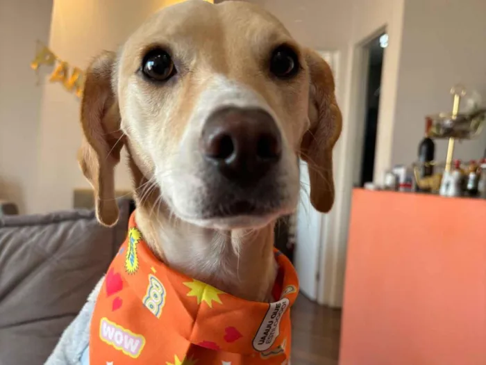 Cachorro raça SRD-ViraLata idade 3 anos nome Liz