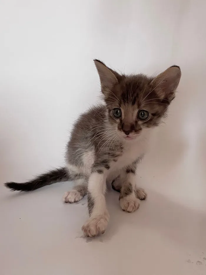 Gato raça SRD-ViraLata idade Abaixo de 2 meses nome Tigrinho