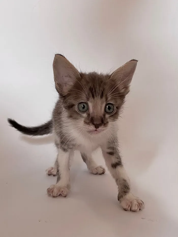 Gato raça SRD-ViraLata idade Abaixo de 2 meses nome Tigrinho