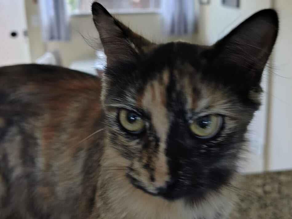 Gato raça SRD-ViraLata idade 1 ano nome Pretinha