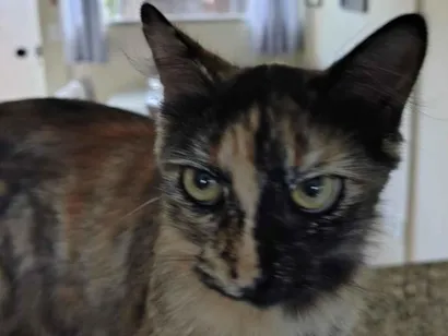 Gato raça SRD-ViraLata idade 1 ano nome Pretinha