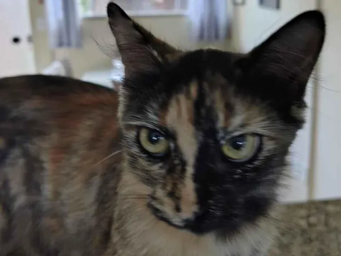 Gato raça SRD-ViraLata idade 1 ano nome Pretinha